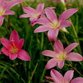 Zephyranthes Robusta